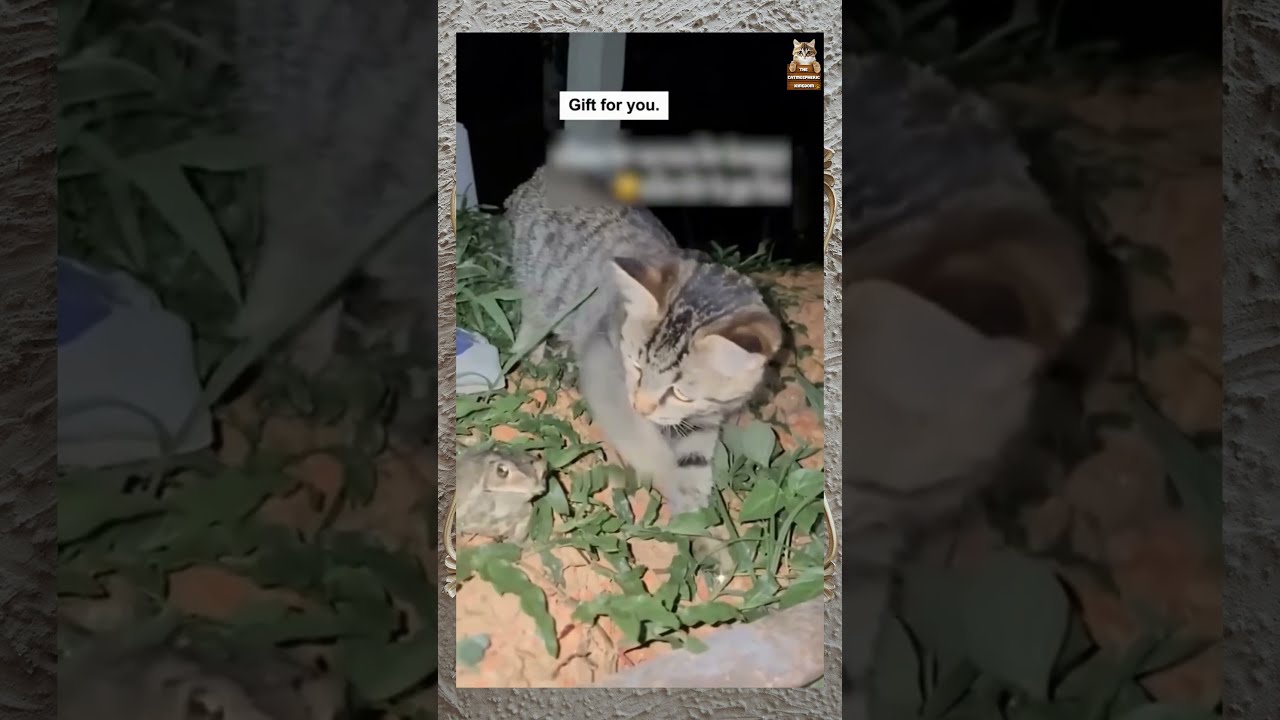 "Furball Frenzy" | "Cat Fails That Will Leave You Laughing Out Loud! 😂 | 4K | Catmospheric Kingdom"