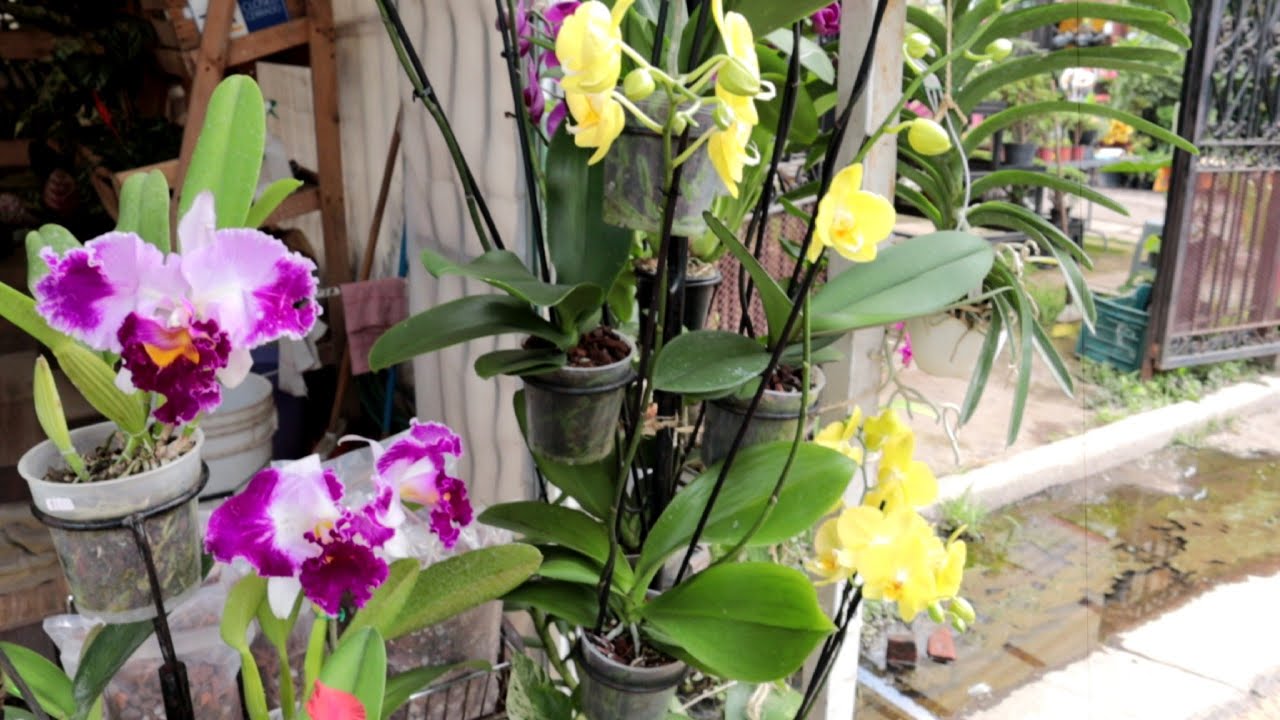 Plantas Orquídeas en el Mercado de plantas de Cuemanco Xochimilco CDMX.