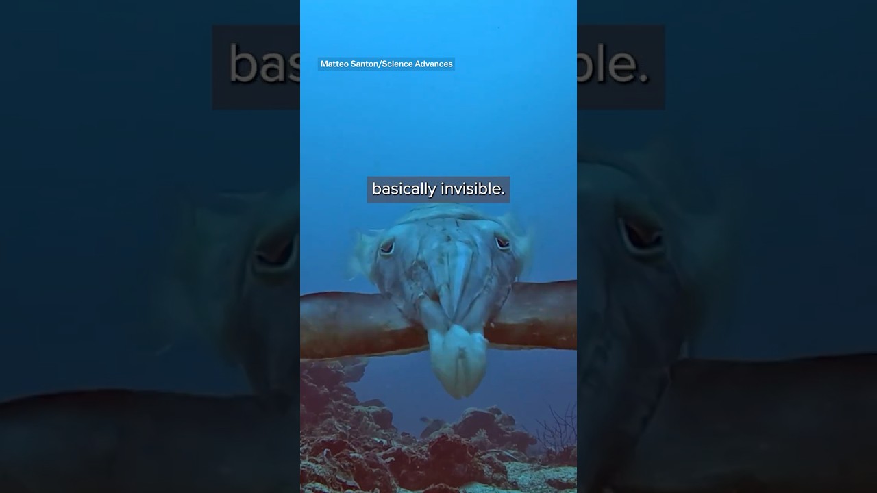 What a crab sees before a cuttlefish eats it