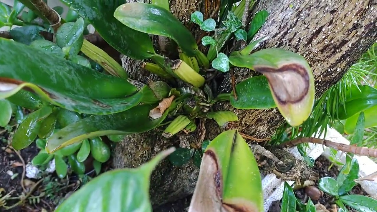 plantas achadas e não compradas...