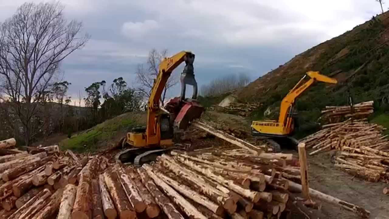 Titirangi Restoration Project Part 2: Tree to Sea