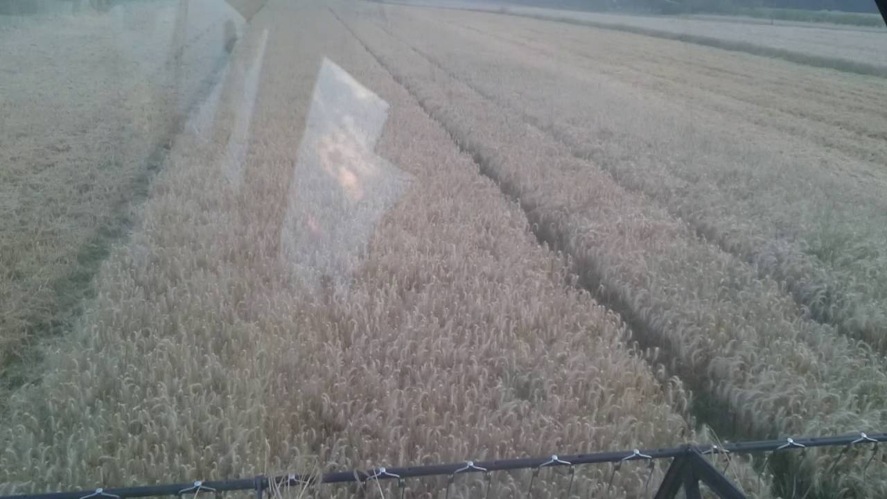 Żniwa 2016 nowy nabytek New Holland TC 5.70