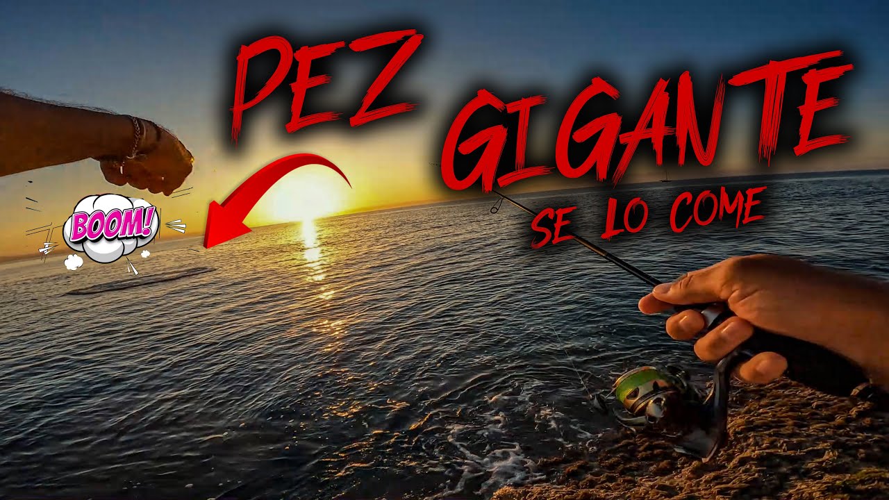 🔥PEZ GIGANTE DEVORA una BACORETA , frente a las cámaras. VLOG 59