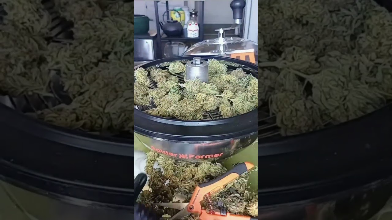 🌱 What Do You Think of the Spider Farmer Trim Bowl? 👀✂️Thank you to our grower friend for sharing!