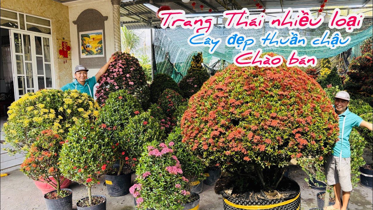Trang Thái nhiều loại thuần chậu cây đẹp chào bán..09/03😘📲 0939.759.294.Hoài-Nguyễn 