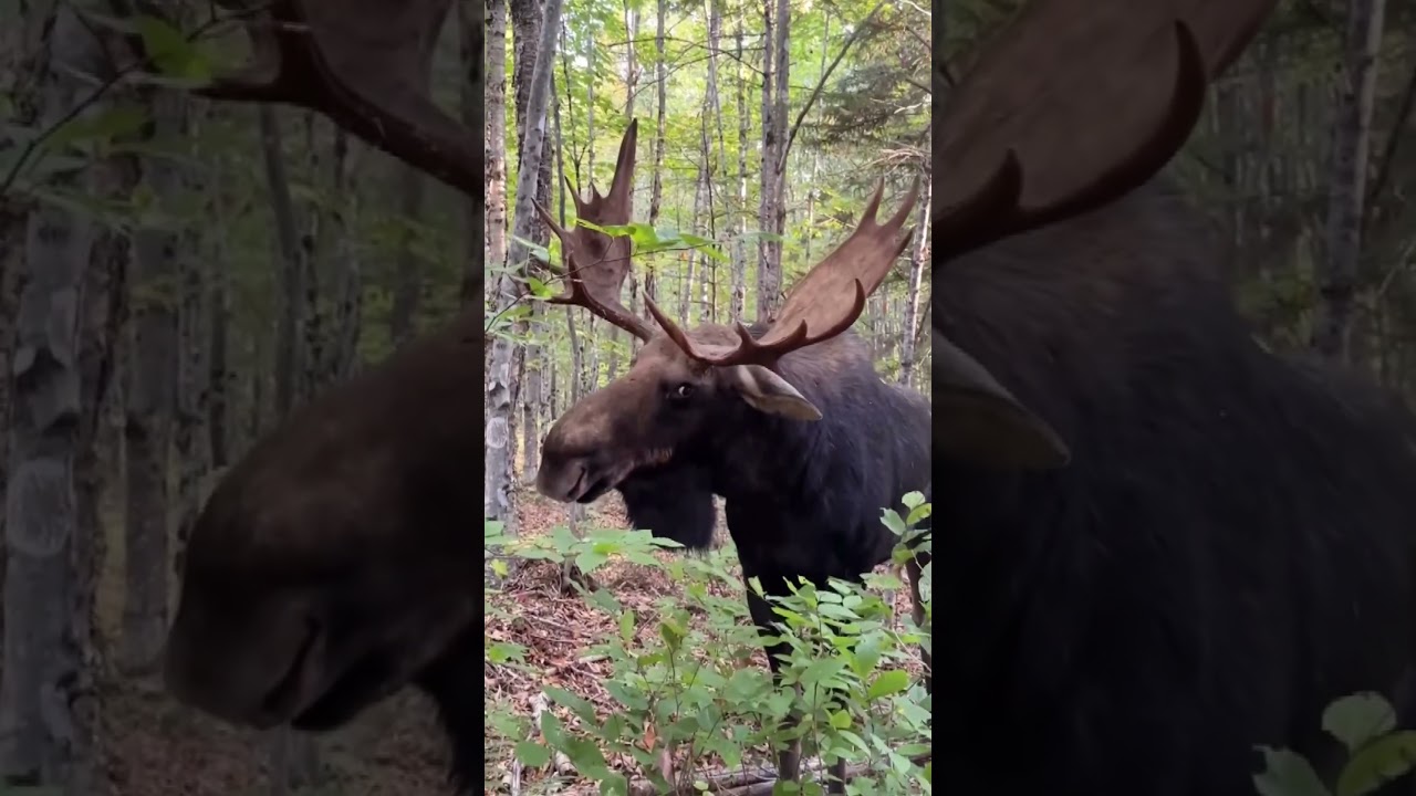 Bull moose charges at man after stare down in Maine