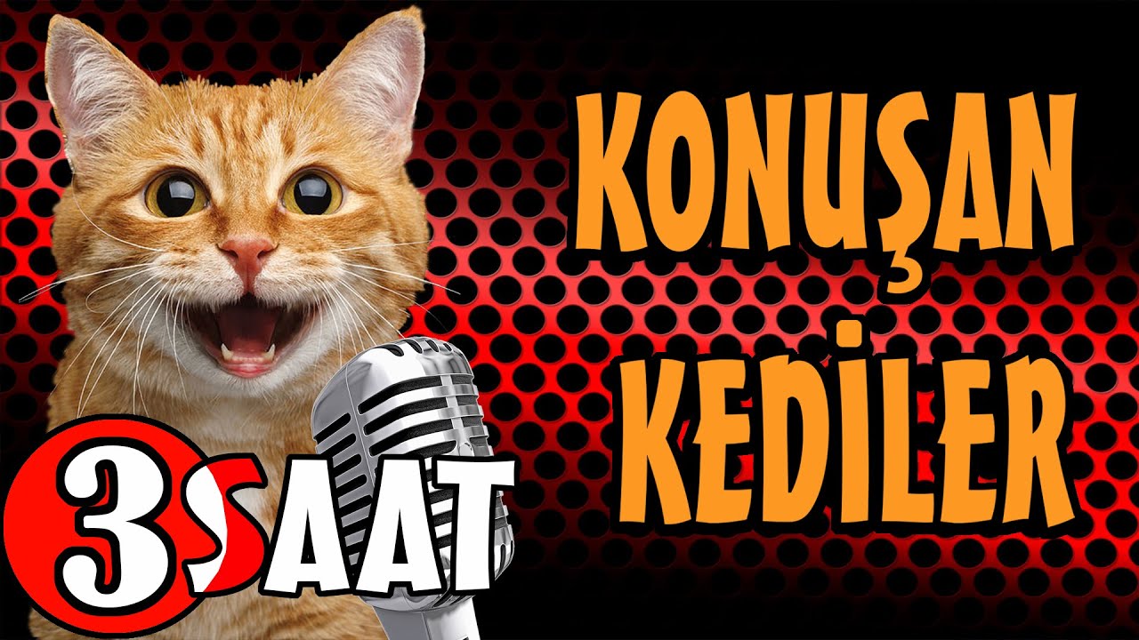 Konuşan Kediler 3 Saat - Sinema Tadında Komik Kedi Videoları - Pati TV