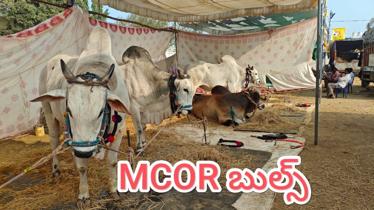 చిలకలూరిపేట సీనియర్ విభాగానికి వచ్చిన MCOR బుల్స్