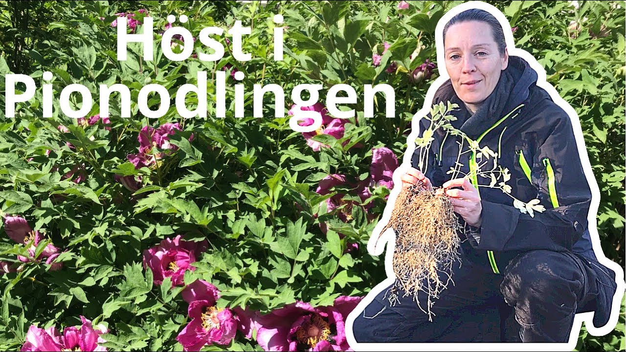 Omplantering av frösådda pioner och Höst i pionodlingen - skall pionen klippas ner nu?