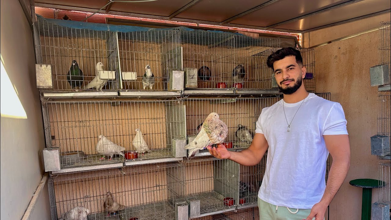 شوفو كفاش طلقت الحمام أول مرة 🤯 و فراخ زاجل جابو حمام جداد 😍