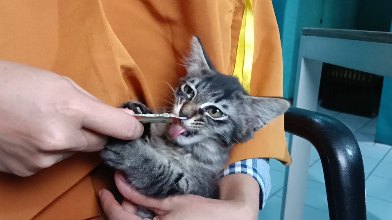 A Kitten Eats Cat Treats Voraciously