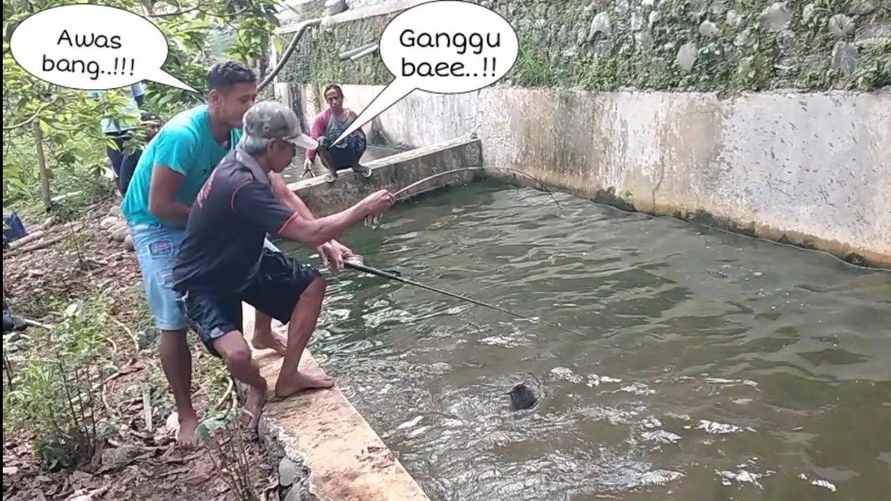 Pemancing kelas berat‼️jangan coba2 kalo belum siap mental..