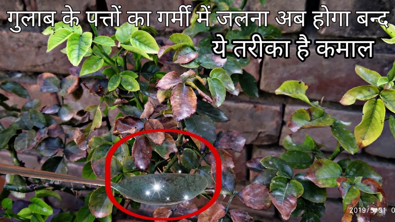 गर्मी में गुलाब के पत्तों को जलने से बचायेगा ये तरीका || Rose leaf burn solution