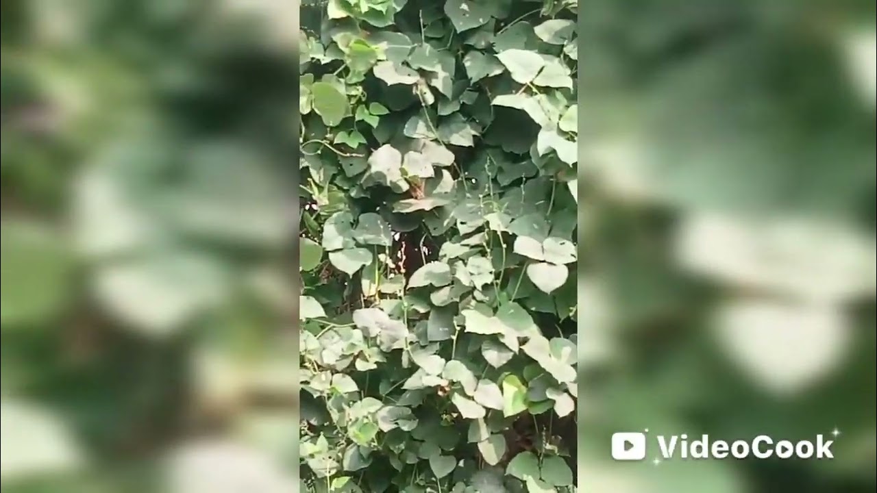 🌿হলুদকে খাওয়ার উপযোগী করন-৩🌿