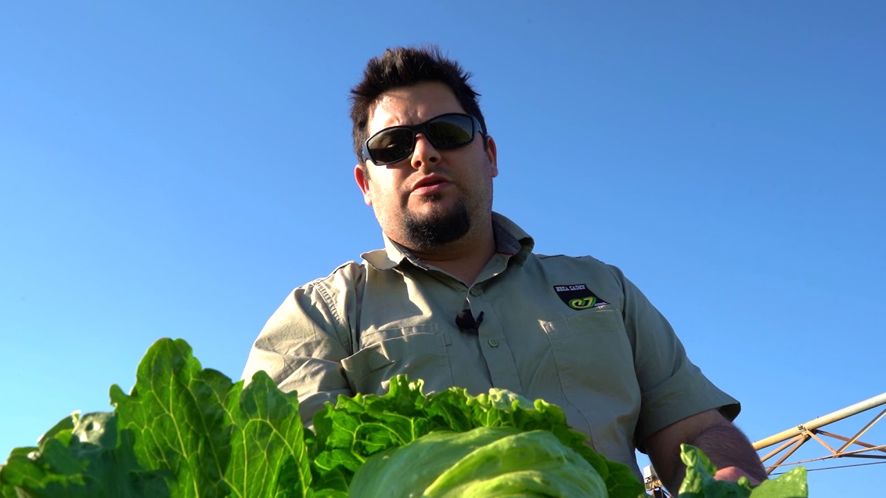 South Africa - Lettuce