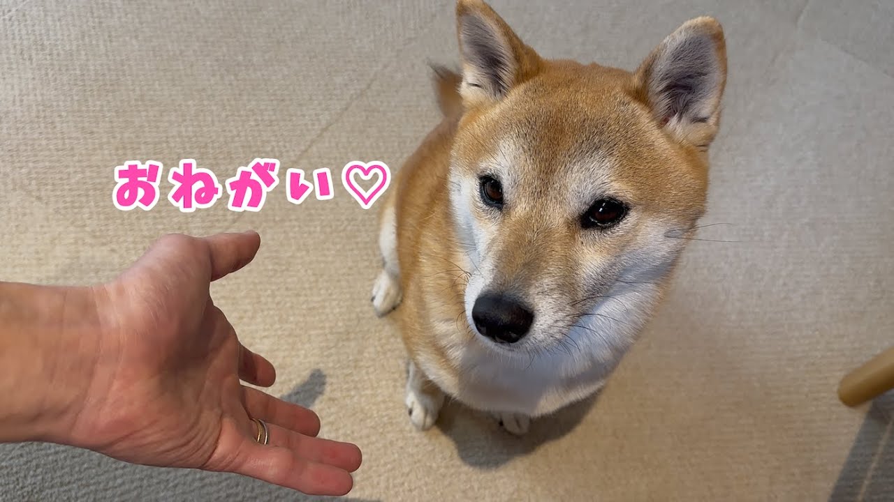 あざとさ全開でおかわりアピールする柴犬