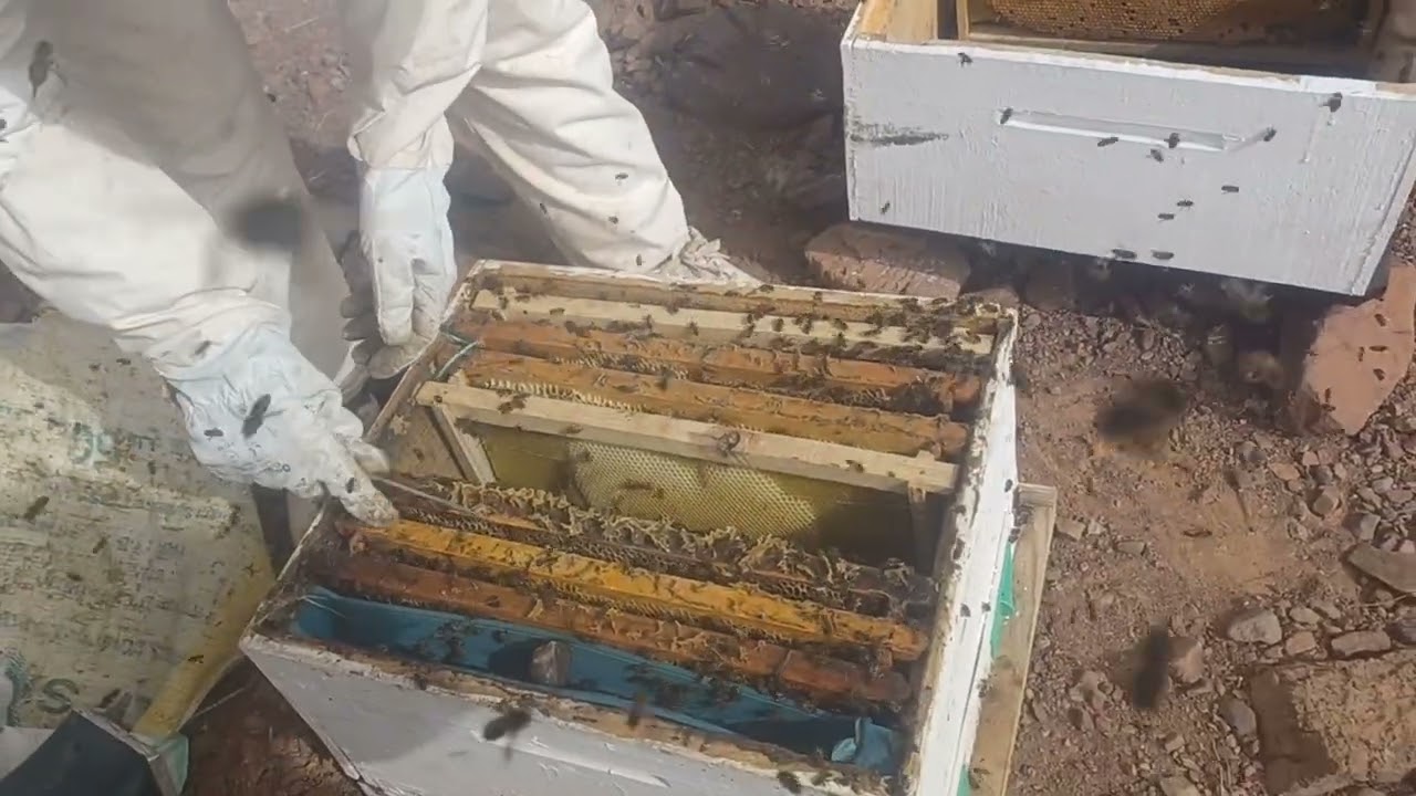 الجزء الثالث من القسمة النحل3-3-2026