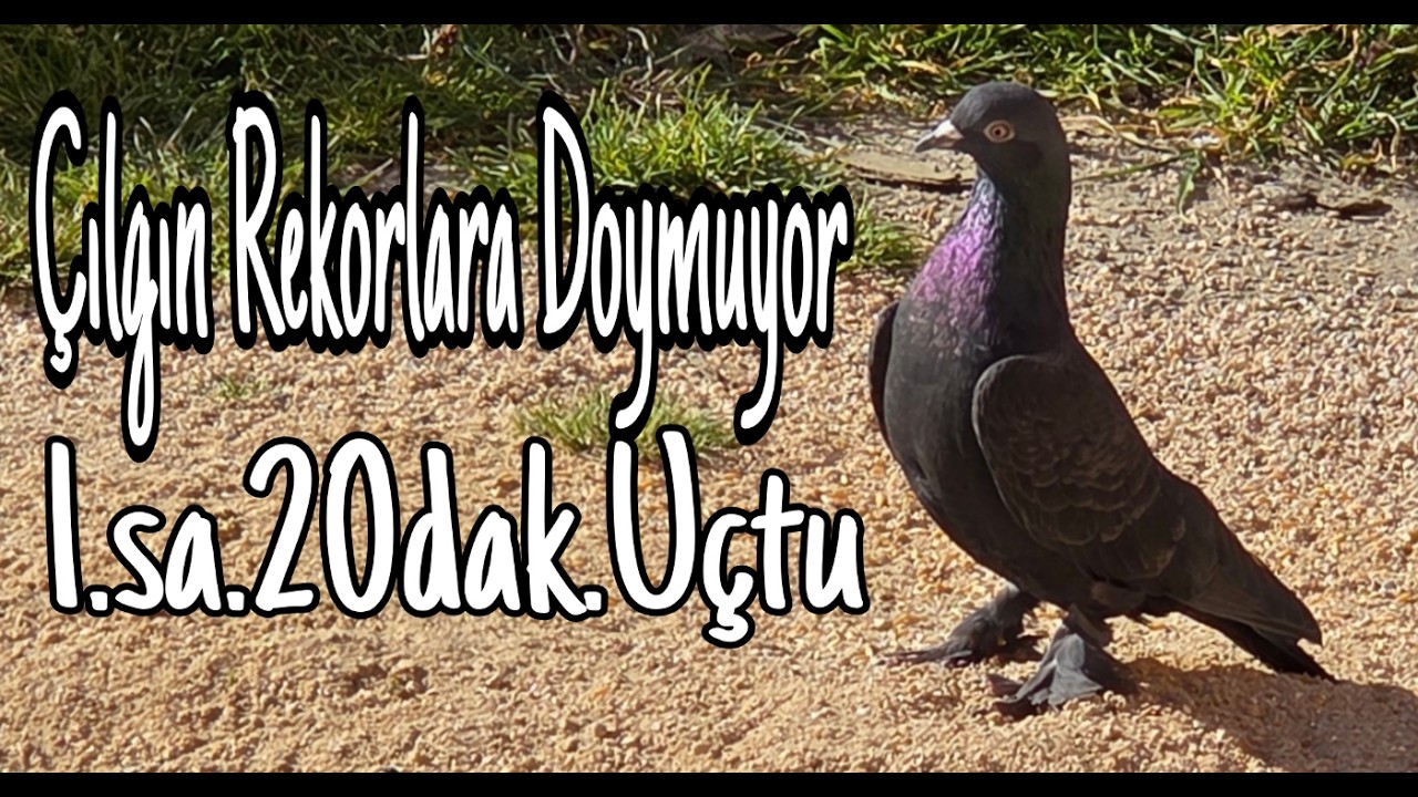 Çılgından Yeni Rekor. 1.sa 20 dak. uçtu