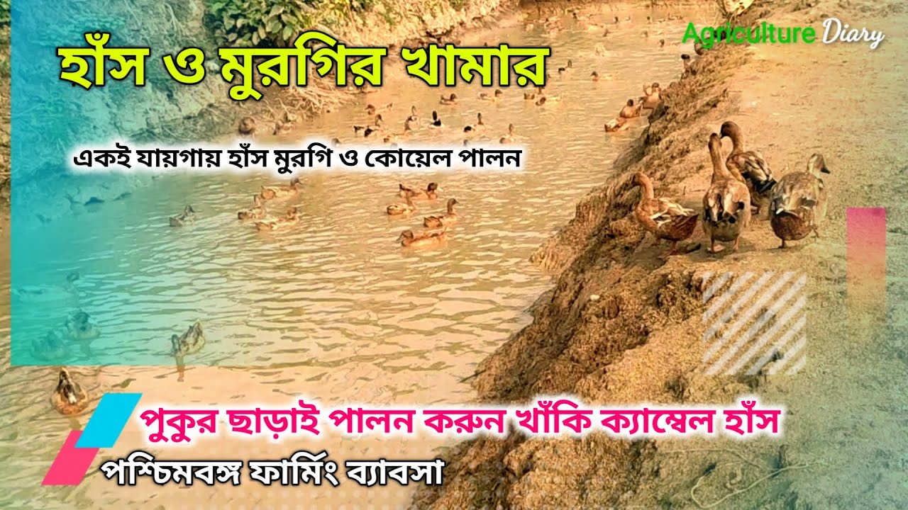 মাসে ₹30000 - ₹40000 টাকা ইনকাম | পশ্চিমবঙ্গে খাঁকি ক্যাম্বেল হাঁস ও সোনালি মুরগির ফার্ম থেকে |
