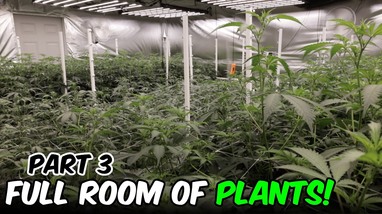 Building an AUTOMATED INDOOR GROW ROOM part 3