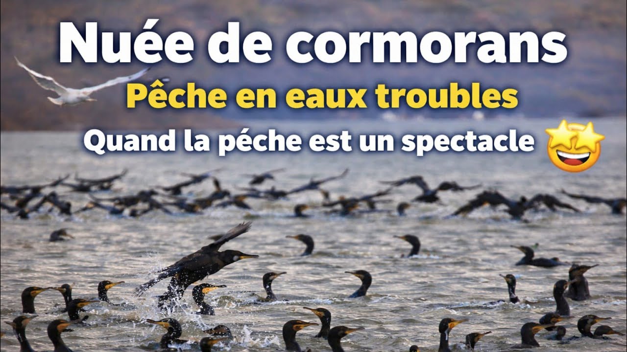 La nuée de cormorans : quand la pêche devient un spectacle