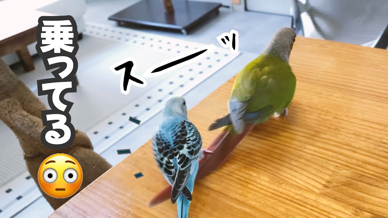 先輩インコに乗る新米インコ｜ケージデビュー｜一人餌への道【セキセイインコ 雛 生後1ヵ月半】