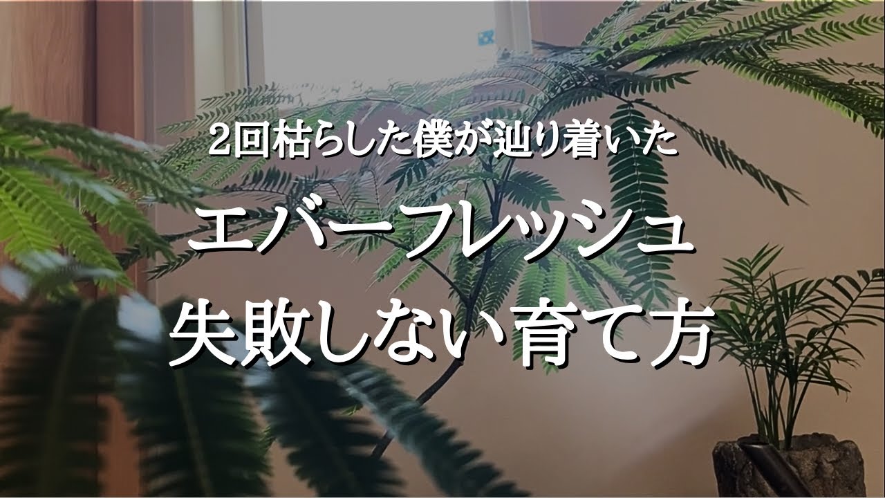 【3度目の正直】エバーフレッシュを2回枯らしてわかった失敗の原因と育て方 | 剪定 | 置き場所 | 水やり | 植え替えについても解説