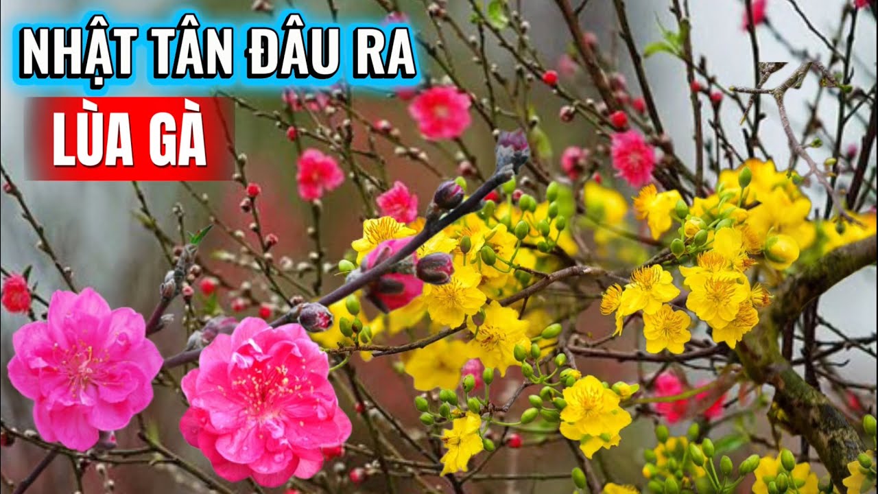 Quất Đào Rẻ Như Cho - Hội Chợ Hoa Tết Hà Nội #tet2026 #vietnam #travel #tintuc 