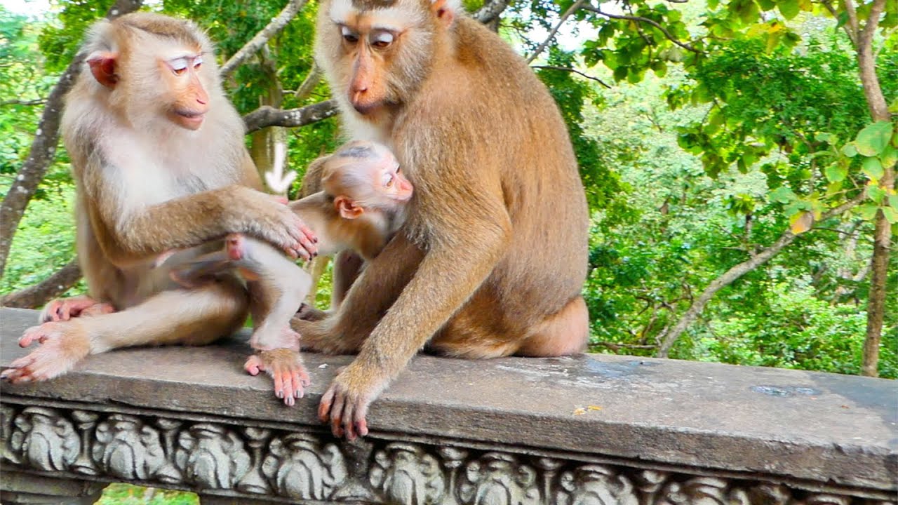 SUPER CUTE...When baby monkey MARCO talk and hug monkey STEPHANIE.