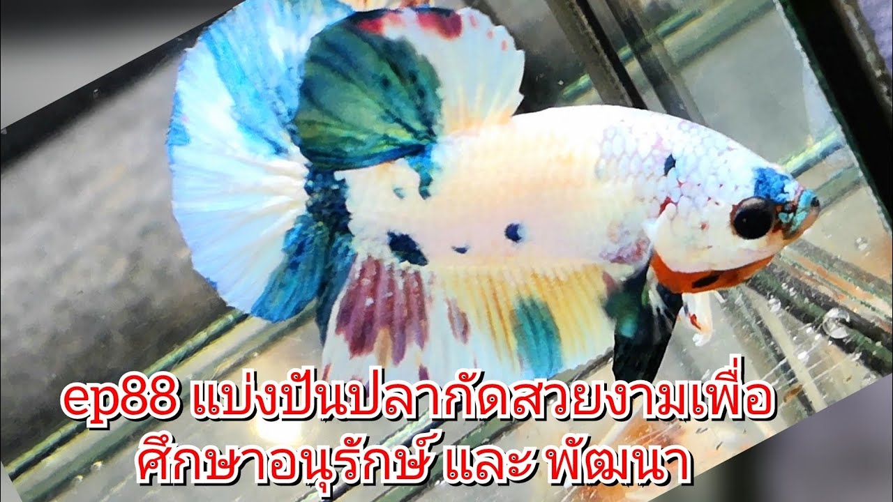 ep88 แบ่งปันปลากัดสวยงามเพื่อศึกษาอนุรักษ์ และ พัฒนา #ปลากัดสวยงาม #betta #เพาะปลากัด