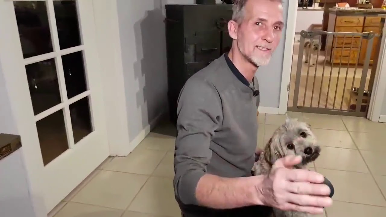 2 hunde der normalt laver udfald   møder en terapi hund