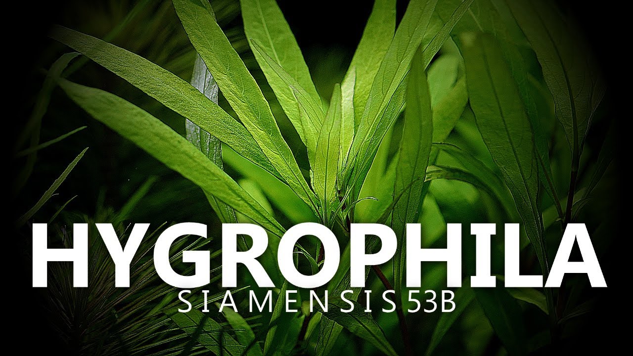 Hygrophila Corymbosa Siamensis 53b