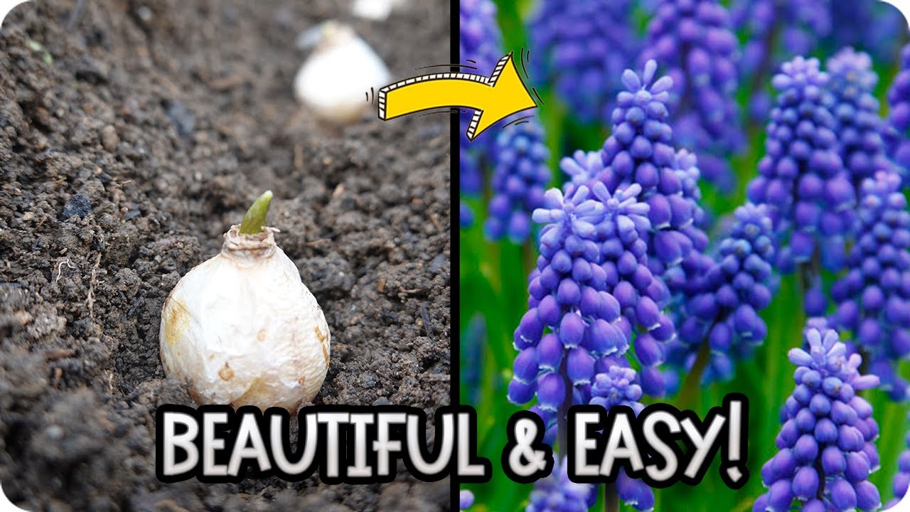 Grape Hyacinths Made Easy: How to Plant and Care for Muscari