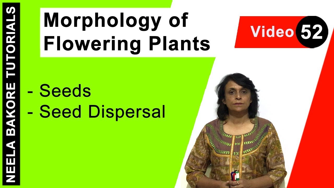 Morphology of Flowering Plants | NEET | Seeds - Seed Dispersal | Neela Bakore Tutorials