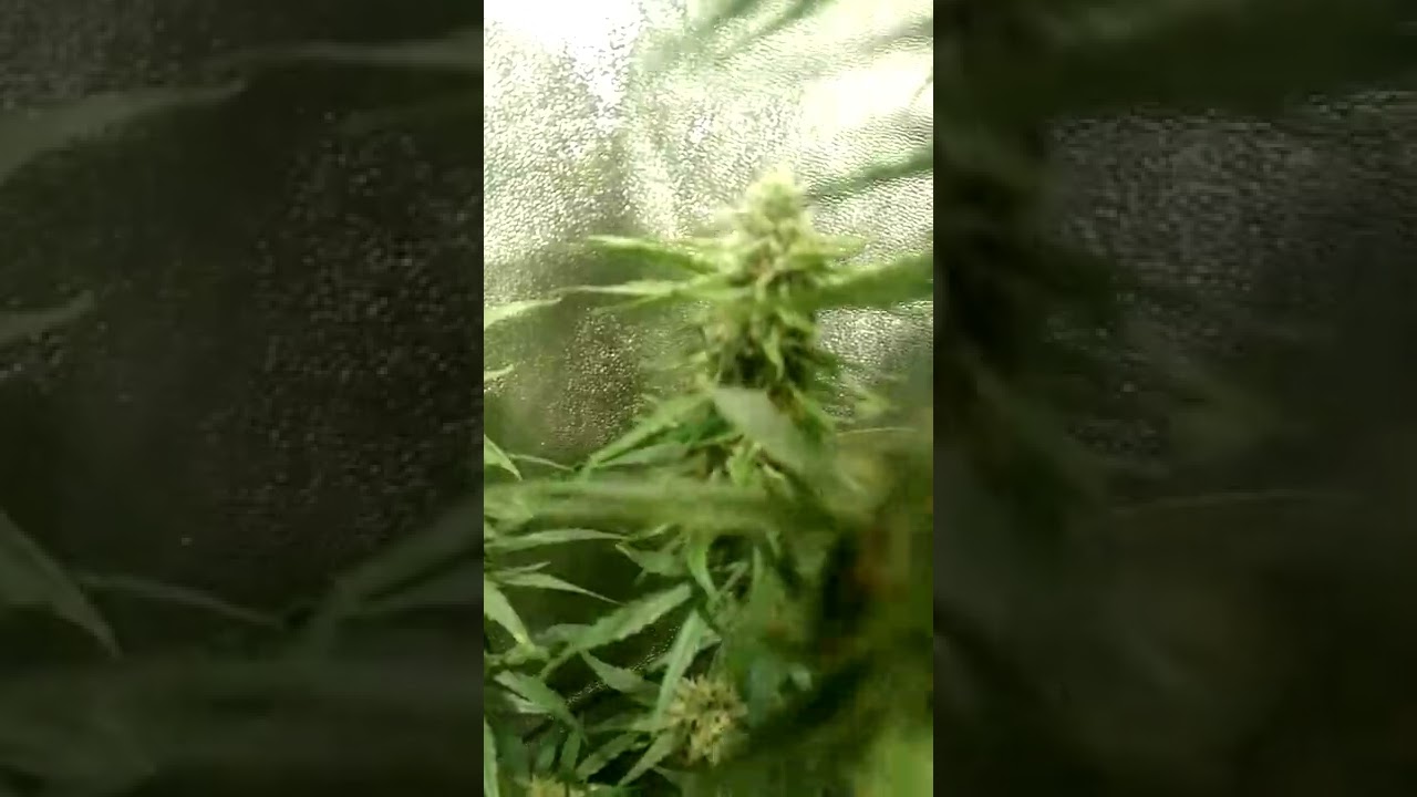 autoflower day 62