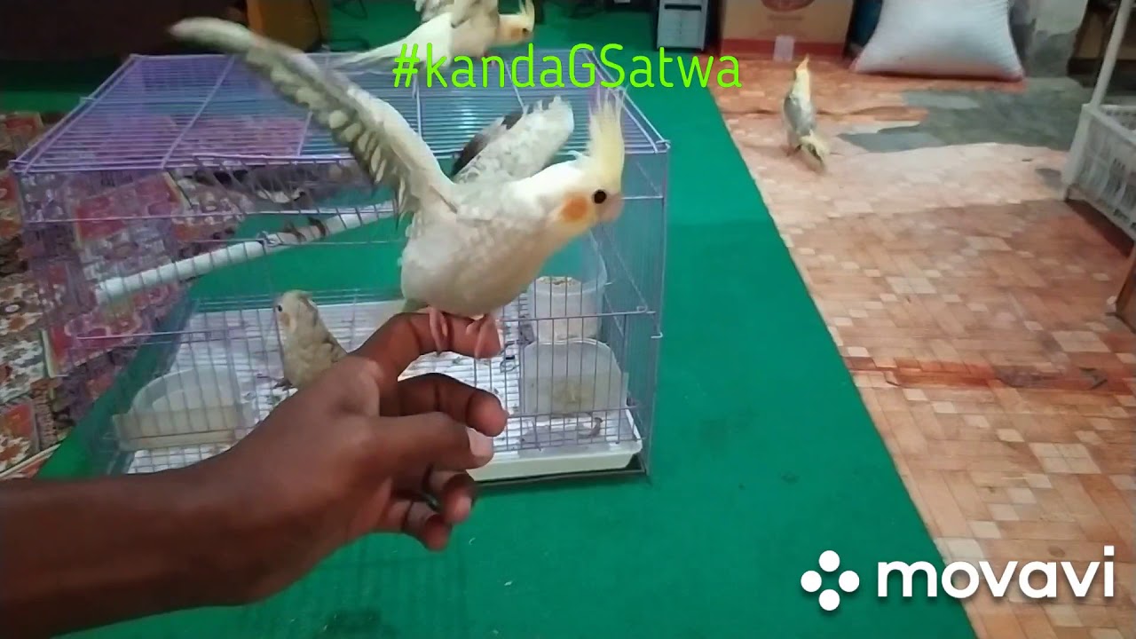 Paruh Bengkok Kandang Satwa #Falk #cockatiel #parbeng #ngeLoloh