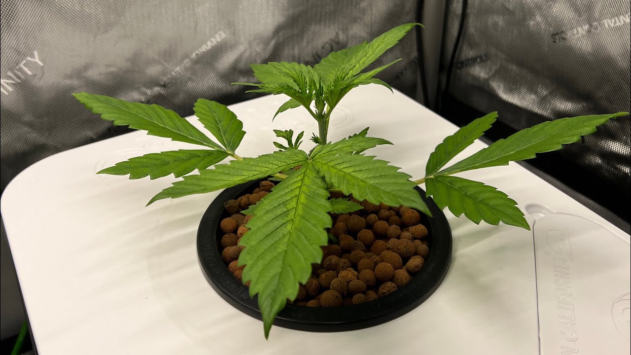 Episode 3 First Grow Northern Lights Autos Home Grow RDWC Hydroponics