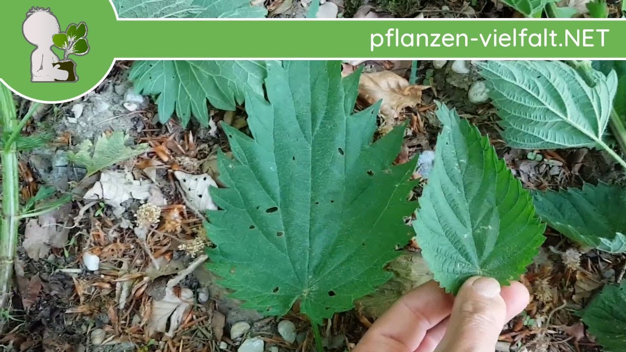 Gro&szlig;e Brennnessel - Blatt-Variationen - 03.05.18 (Urtica dioica) - essbare Wildpflanzen bestimmen