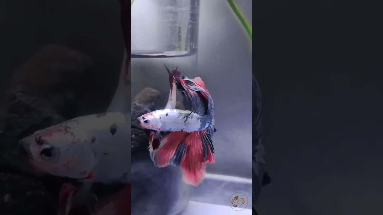 My female betta not Releasing eggs breeding time 🍳😭