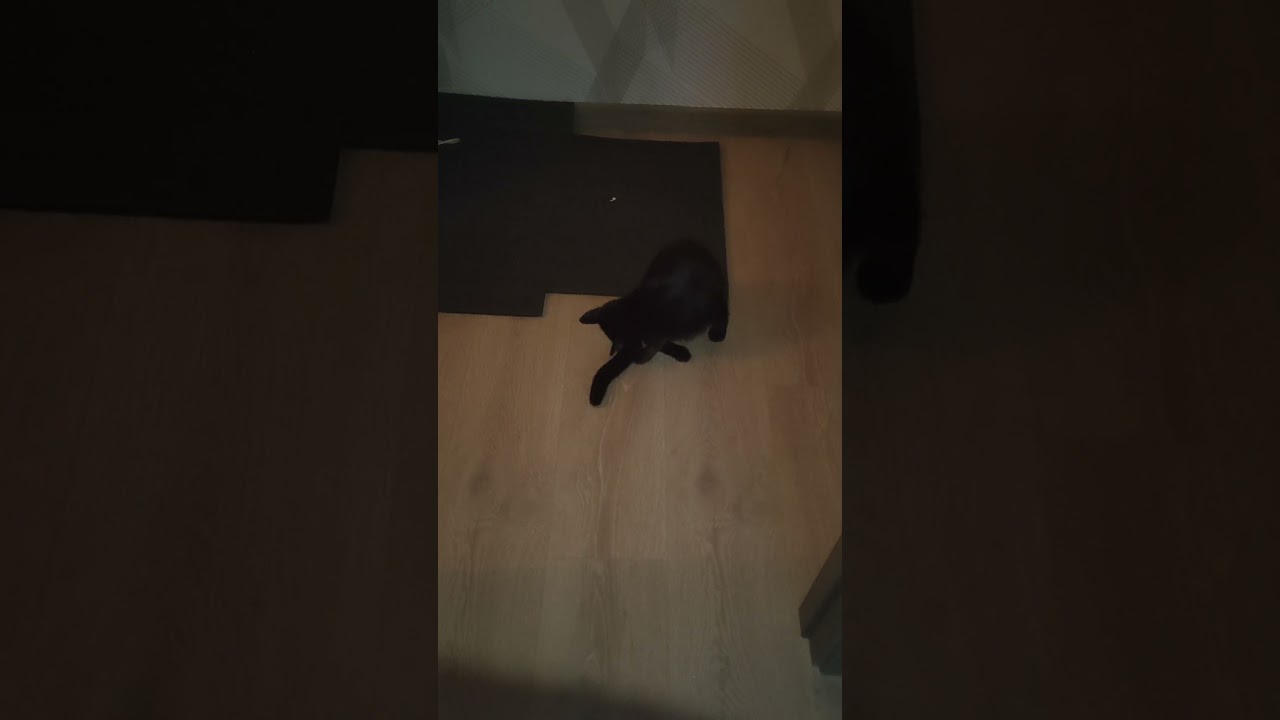 Что-то лапки мёрзнут, зима настала  ) 