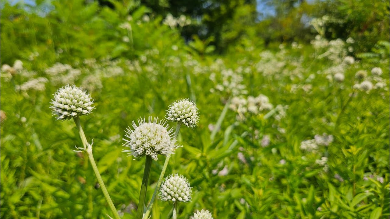 Pollinator Favorites: Rattlesnake Master and Wild Quinine