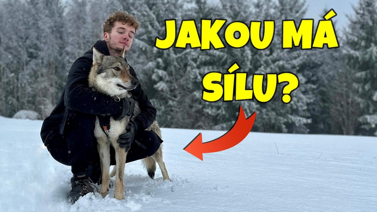VLČ&Aacute;K MĚ T&Aacute;HNE NA SAN&Iacute;CH!