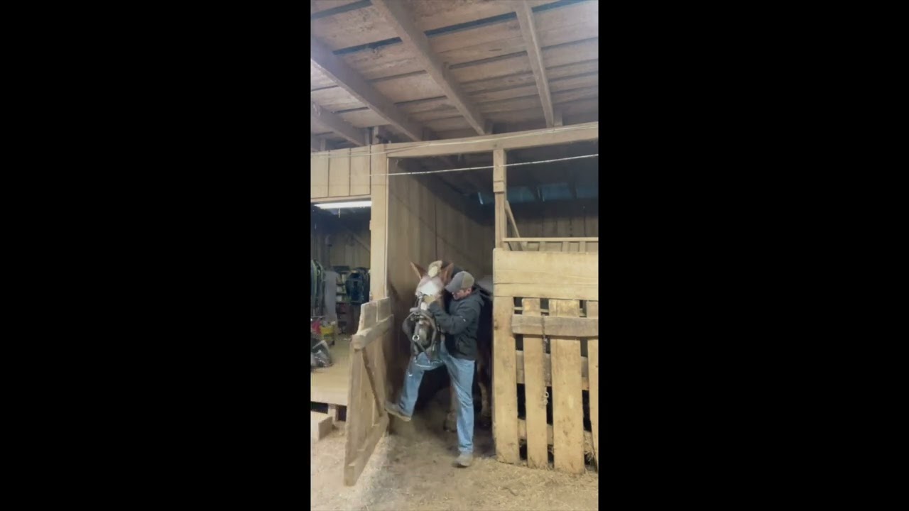 Do the logging horses hate going to work? You decide