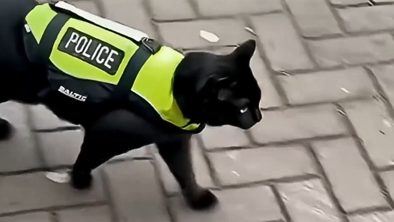 This Is Your Daily Dose Of Cats | Day 96