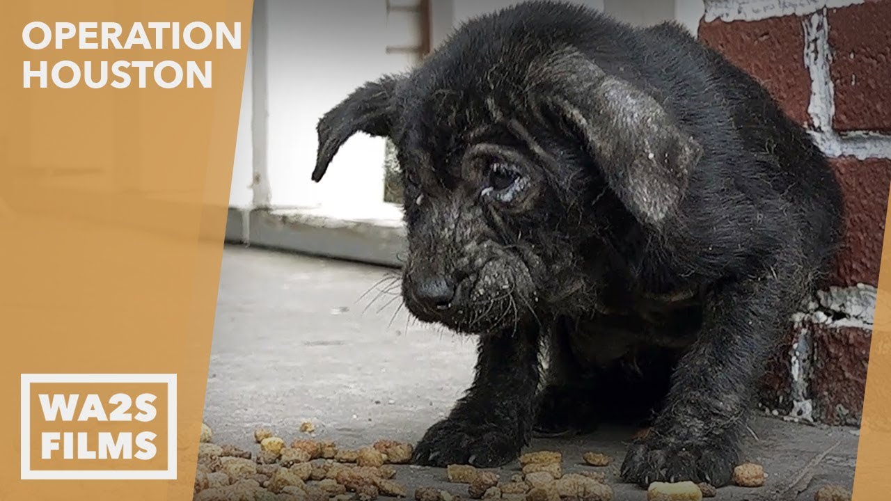 Mangy Starving Puppy Panda Rescued & Helps Save Dog on Heavy Chain - Hope For Dogs