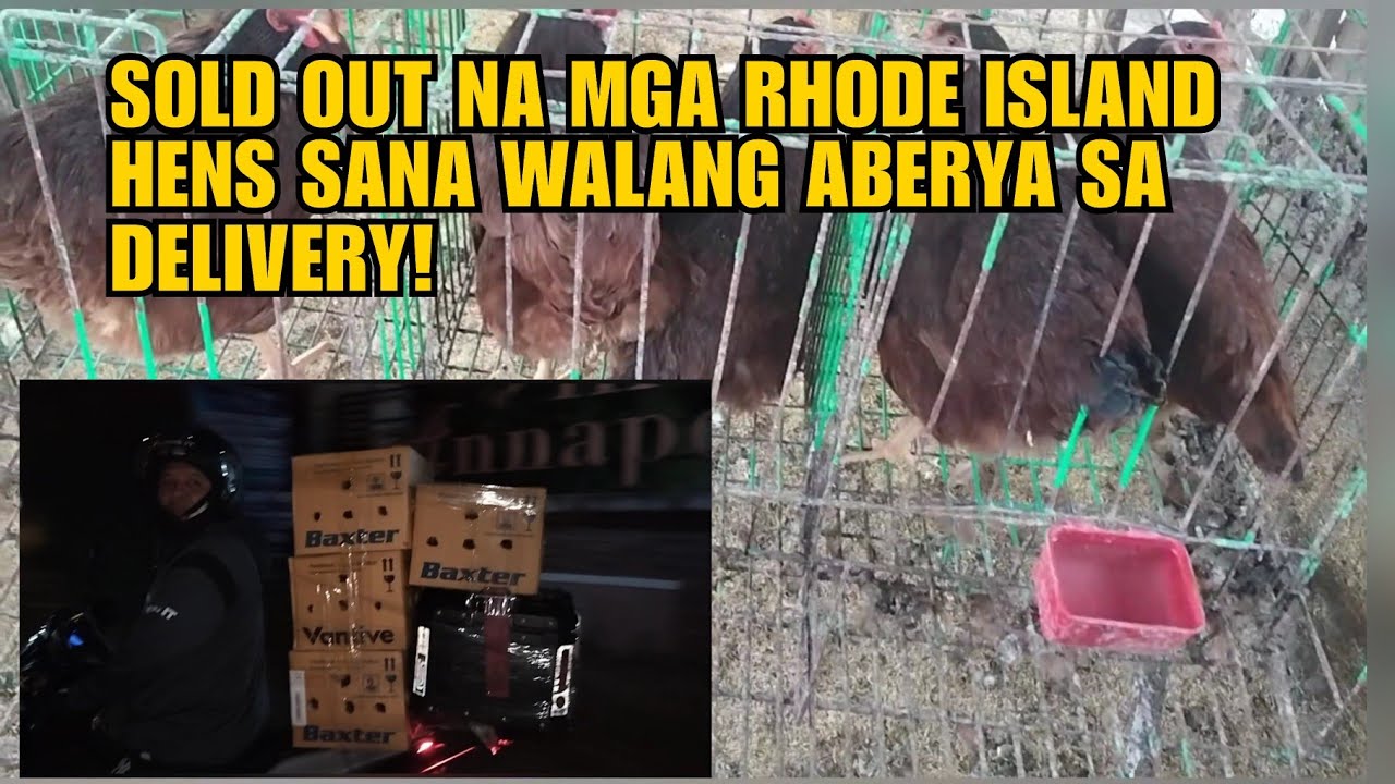 SOLD OUT NA MGA RHODE ISLAND HENS SANA WALANG ABERYA SA DELIVERY!