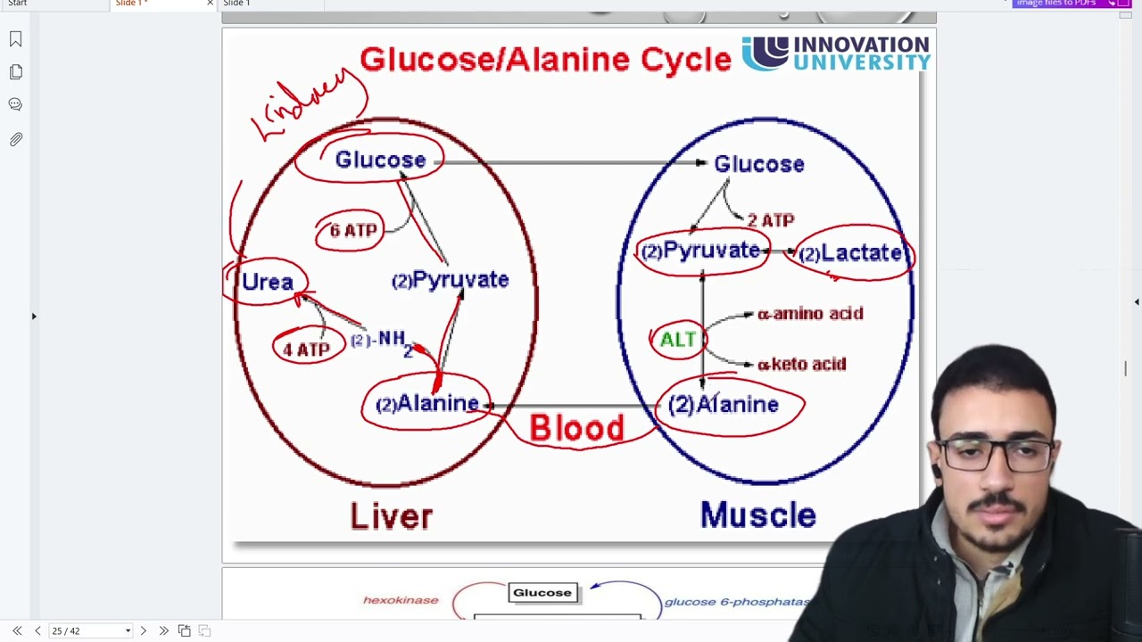 gluconeogenesis part 2