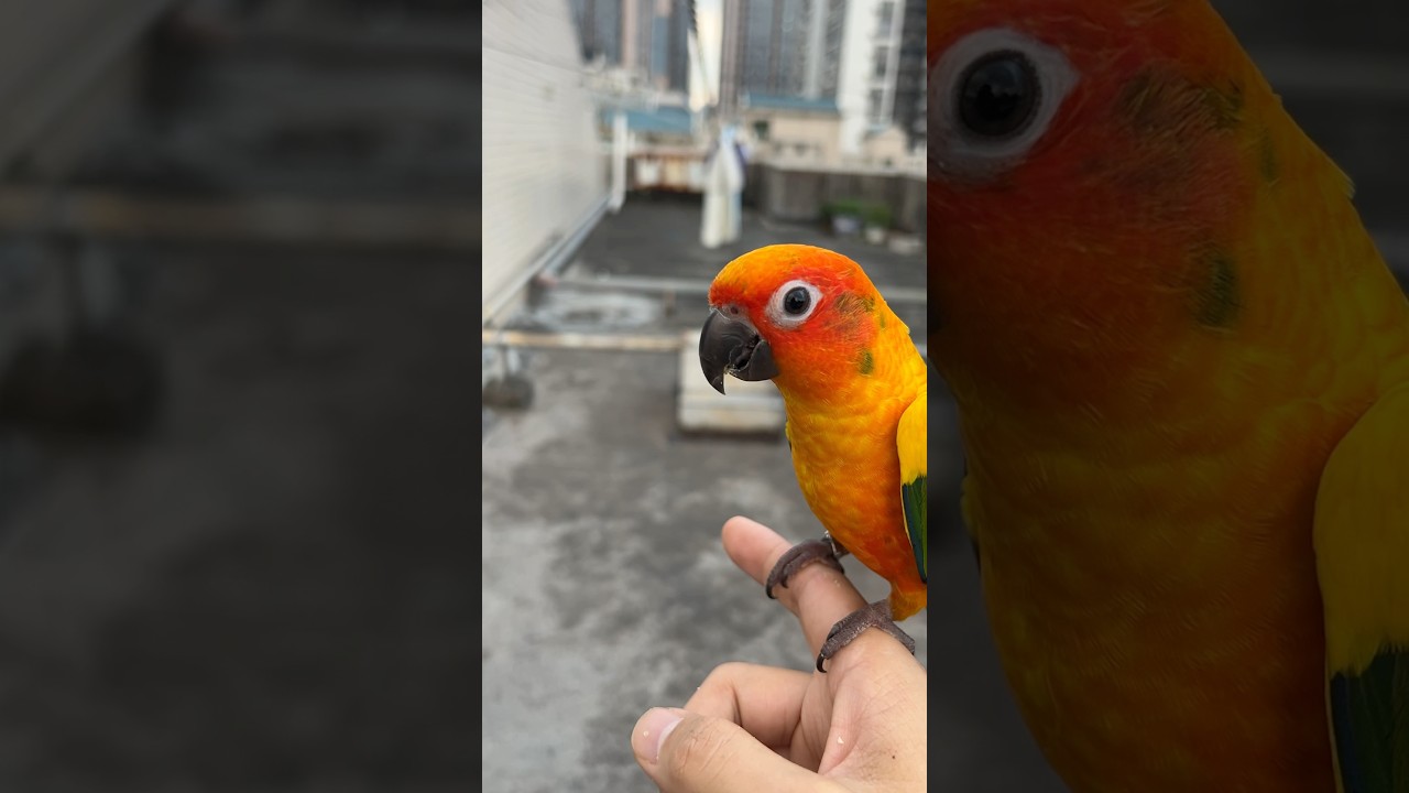 Sun Conure&rsquo;s free-flight training: the recall #sunconure #birds