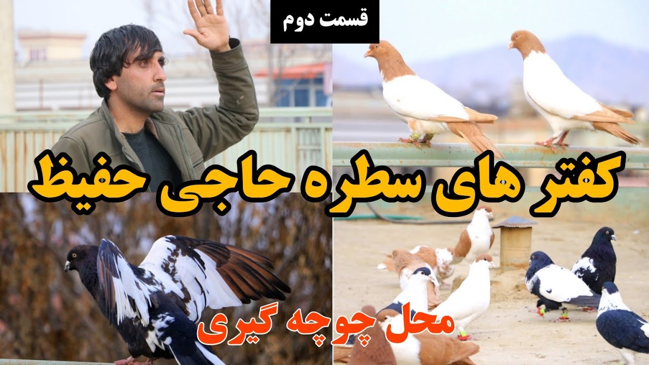 شوق | کفتر به مثل حاجی حفیظ شوق کنید سطره و قیمتی شوق تا شوق است - afghanistan pigeons