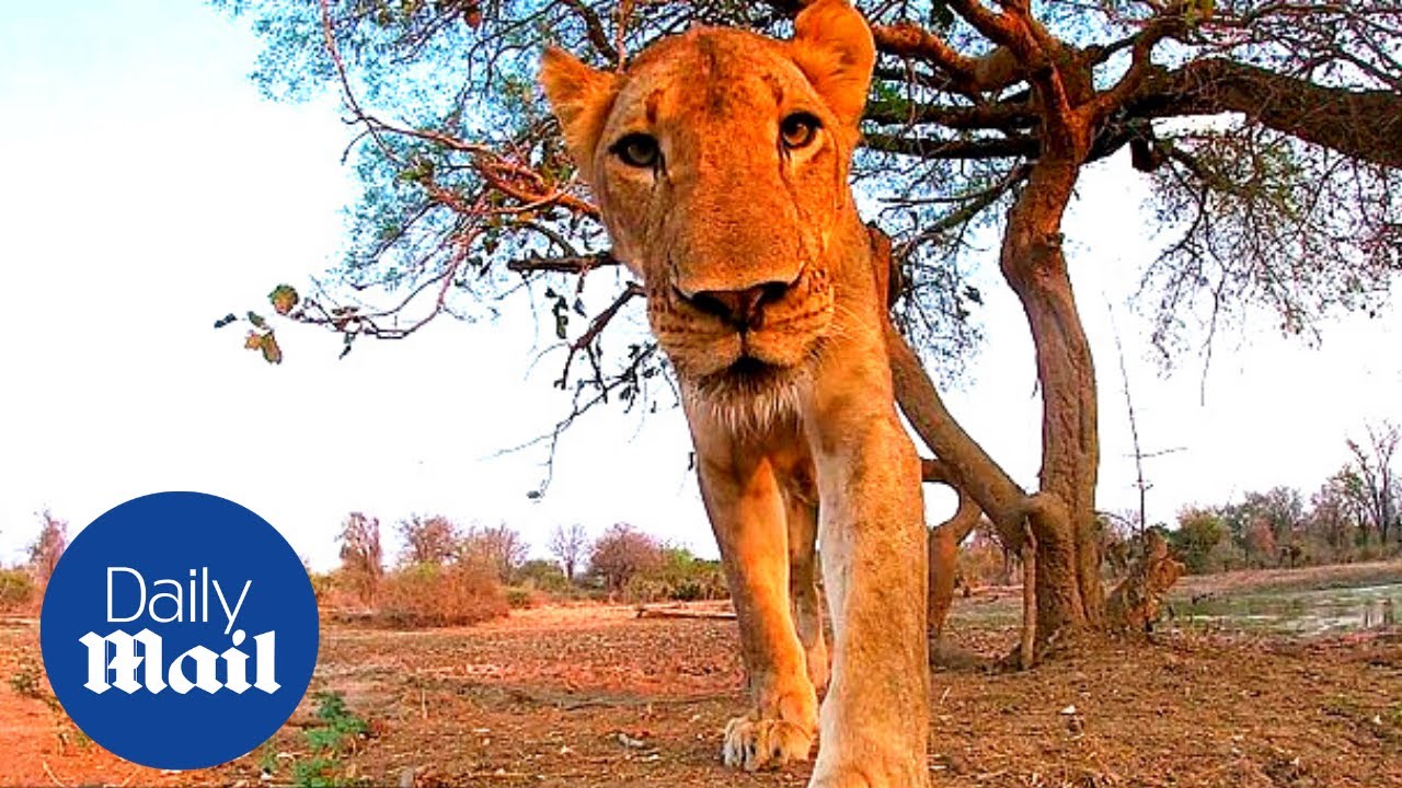 Lion GoPro: Curious lioness tries to eat camera while it's recording